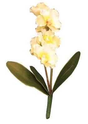 Namiba Terra Orchidee mit 6 Blüten weiß-gelb 25 cm